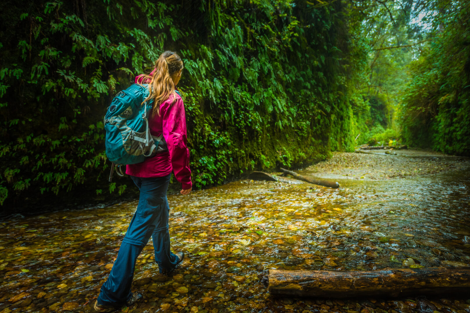 are dogs allowed at fern canyon