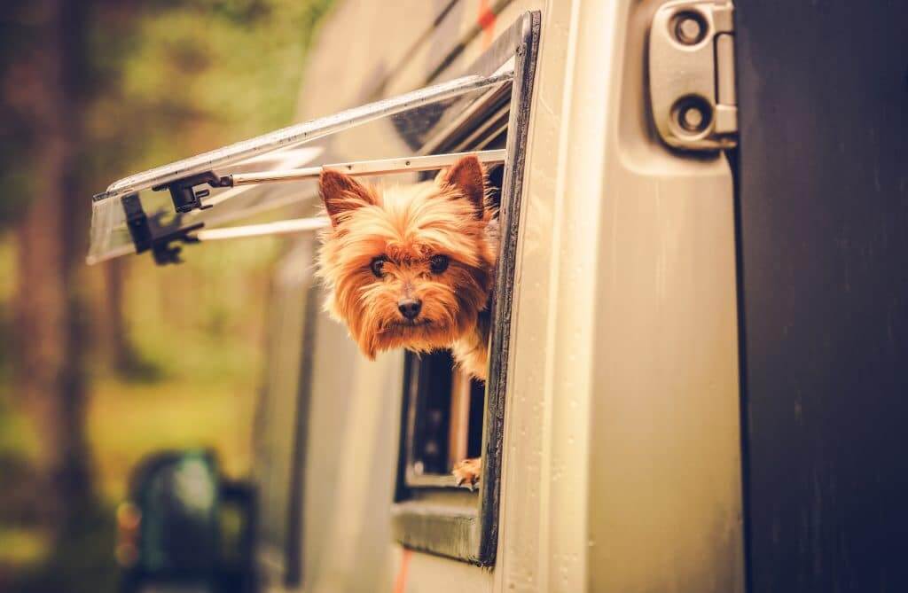 Dog using a dog door in an RV.