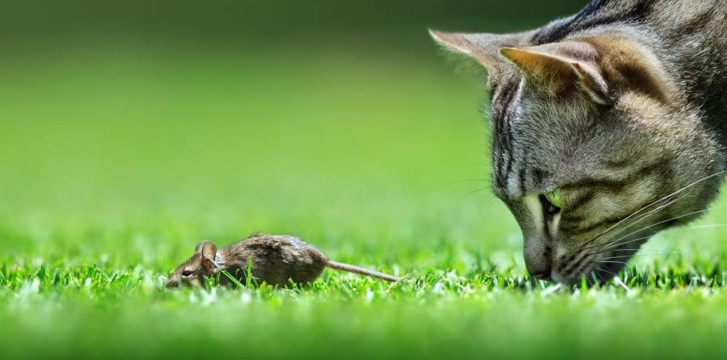 Cat stalking mouse in a grass field.