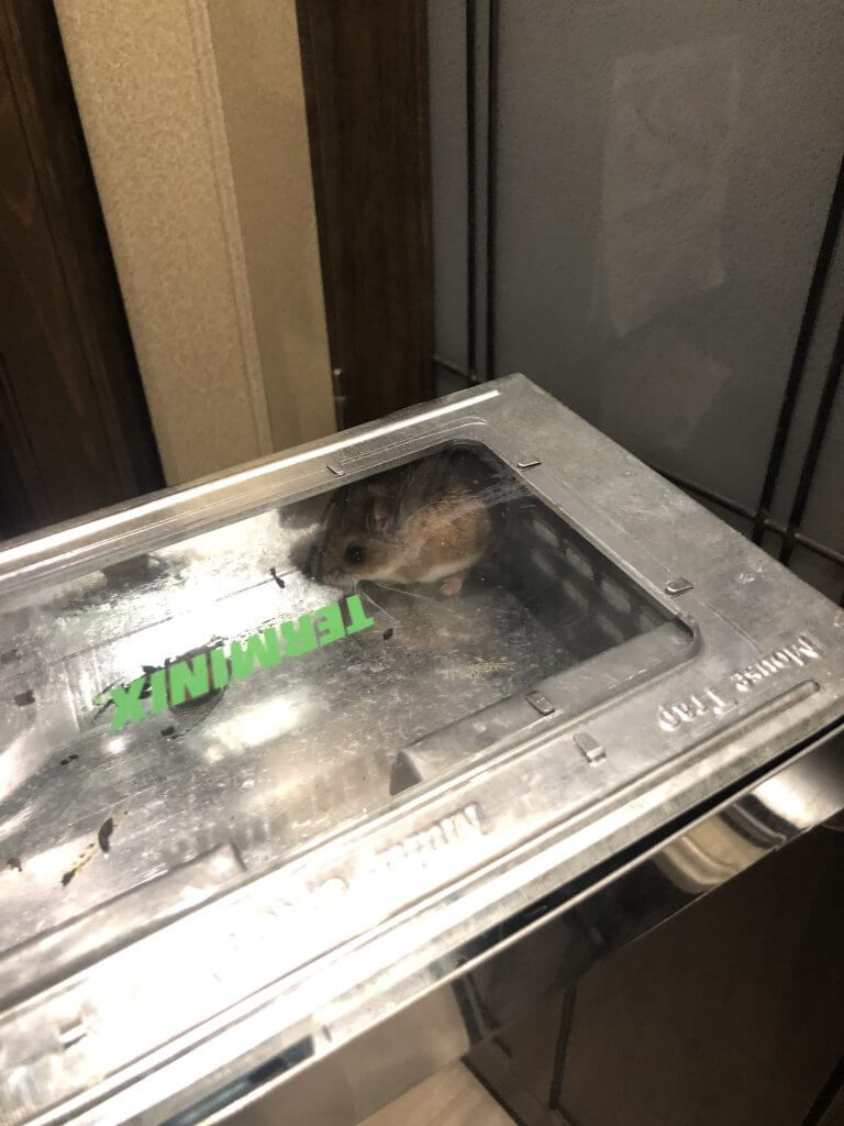 A field mouse in a catch and release trap. This is how we keep mice out of the RV. 