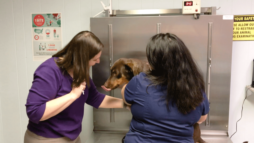 Dog at the vet receiving the flu vaccine. RVers need pet insurance to cover costs like this on the road. 