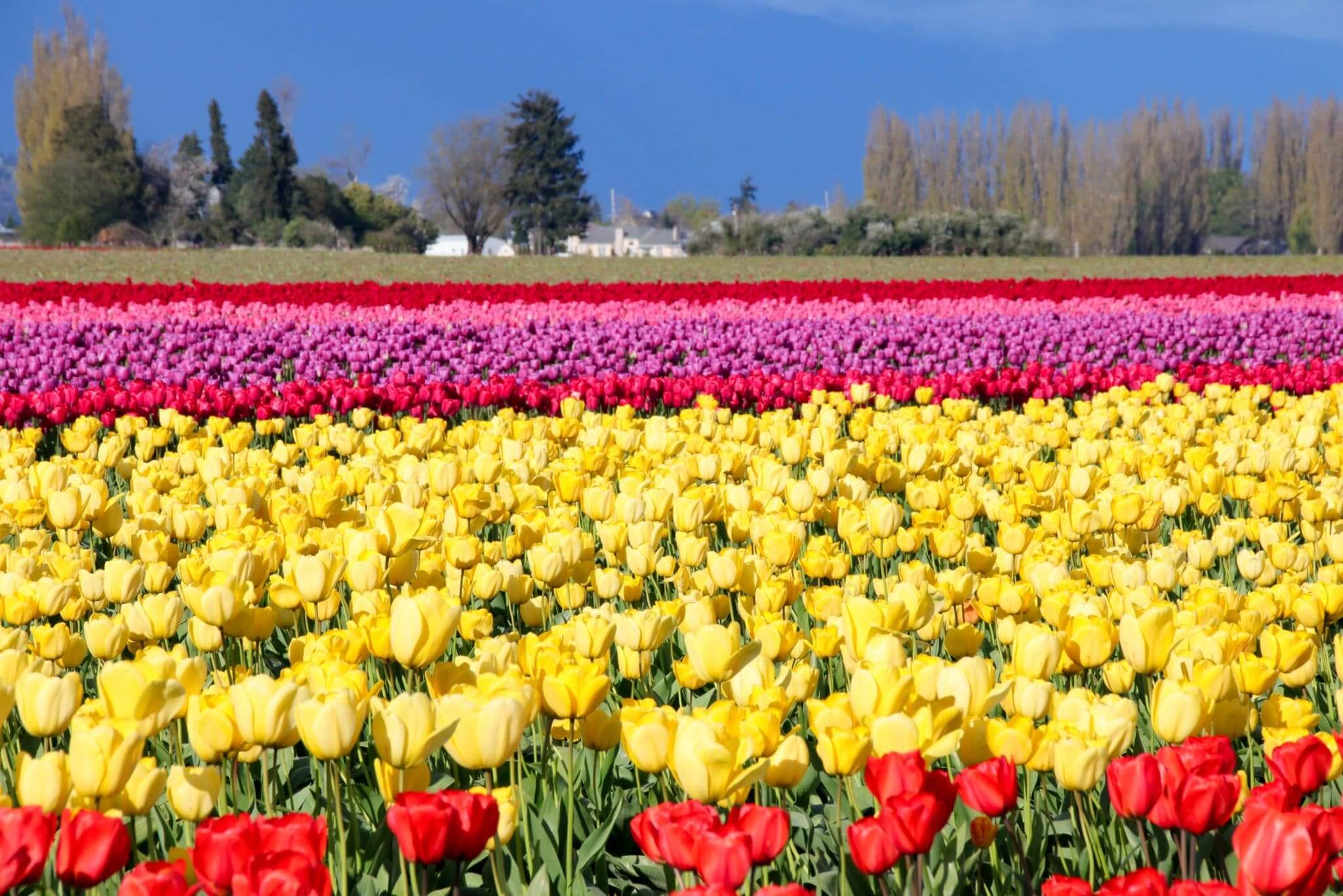 Different colored flowers in rows