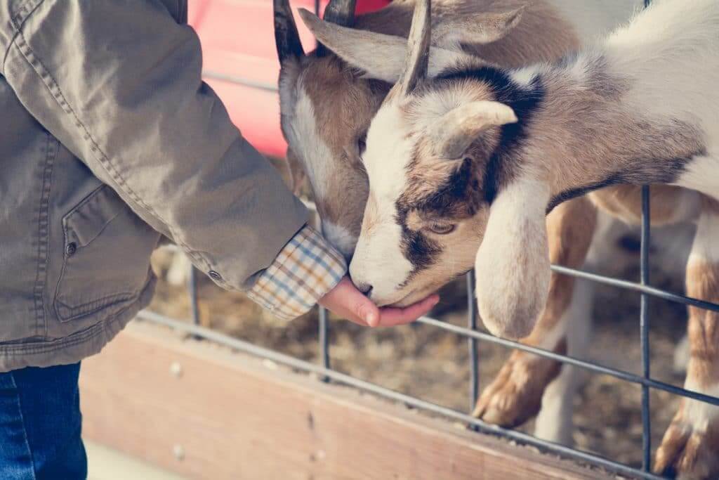 Man feeding goats at a petting zoo on a Harvest Host farm 