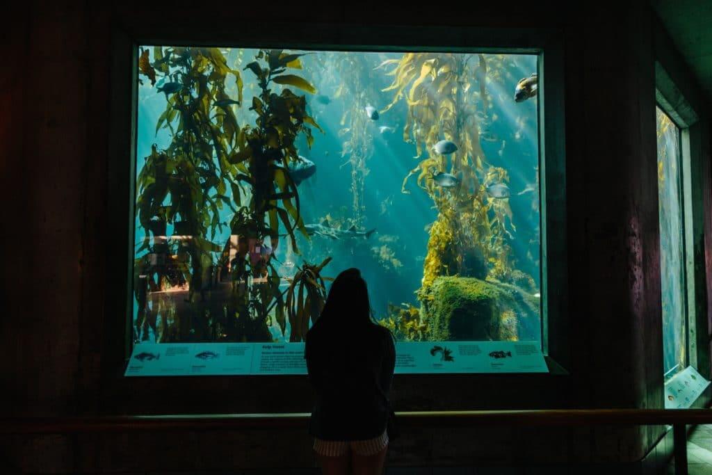 The Monterey Bay Aquarium is a must-see attraction