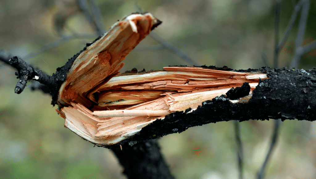 A broken tree branch.