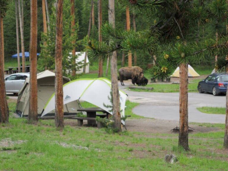 Yellowstone Camping Reservations Secrets You Need To Know