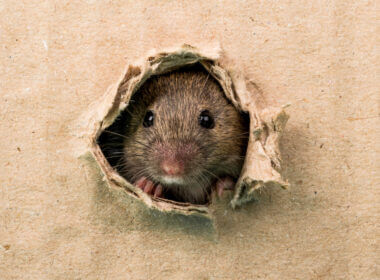 A mouse head pokes through a cardboard hole - how do you deter a mouse from your RV?
