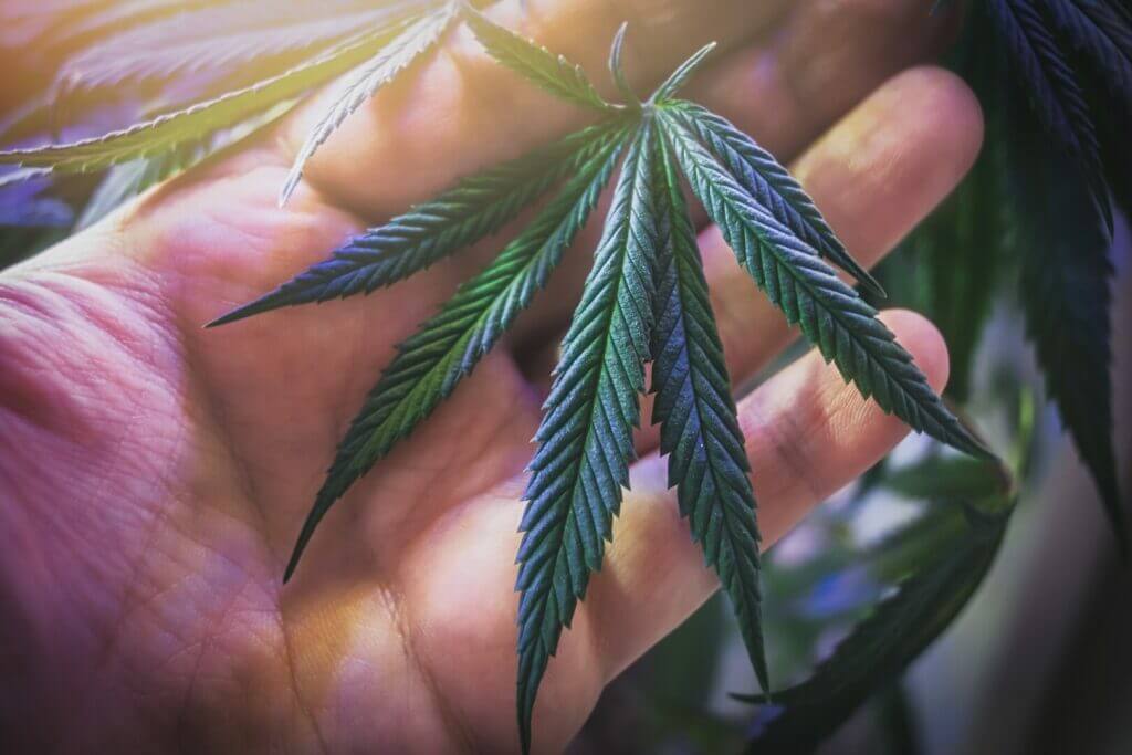 Man holding a marijuana leaf in his hand