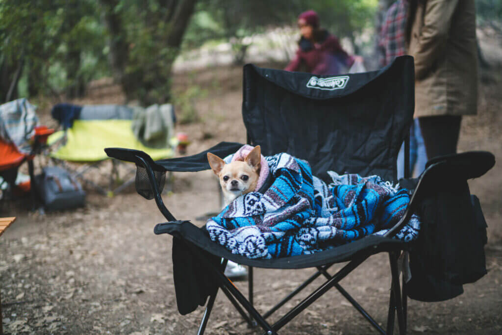 A small dog sitting on a camp chair outside the RV with a blanket wrapped around it 
