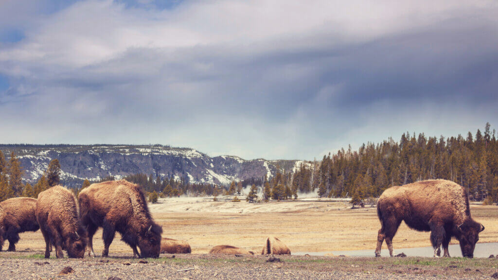 Buffalo graze on grass in Yellowstone national park, a great place to visit while on an RV trip through Montana.