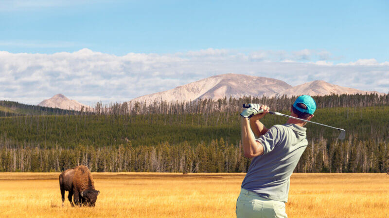 A golfer swings into Yellowstone Park field with a bison grazing.