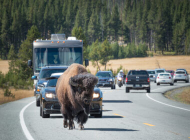 A bison holds back traffic in Yellowstone which has already experienced record breaking visitors this year.