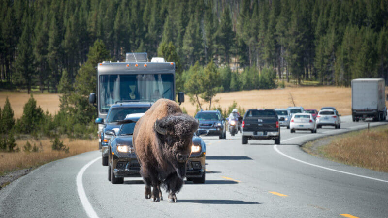 A bison holds back traffic in Yellowstone which has already experienced record breaking visitors this year.