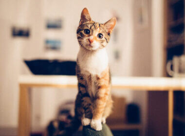 A cat sits on a perch and stares straight ahead looking cute.