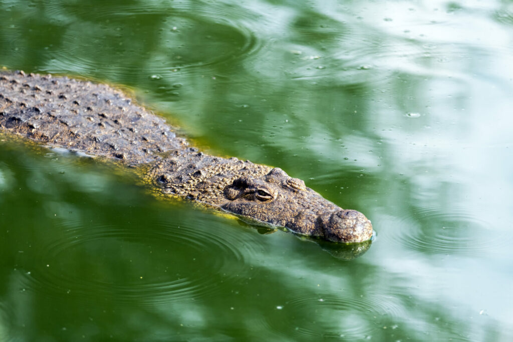 Alligator swimming along Florida canal.