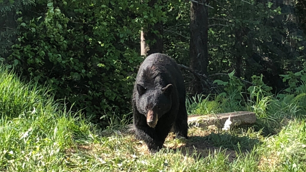 A black bear runs out of the woods and are a common predator in Big Bear.