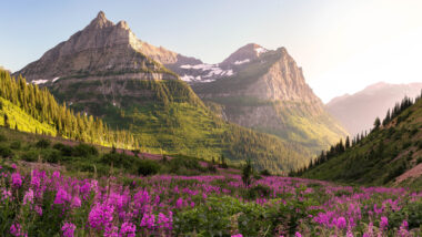 Glacier National Park glows in the alpine sun with purple wildflowers in bloom.