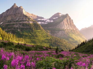 Glacier National Park glows in the alpine sun with purple wildflowers in bloom.