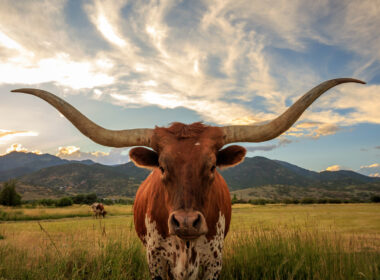 A texas longhorn looks at the camera with clouds overhead and more cows in the back.