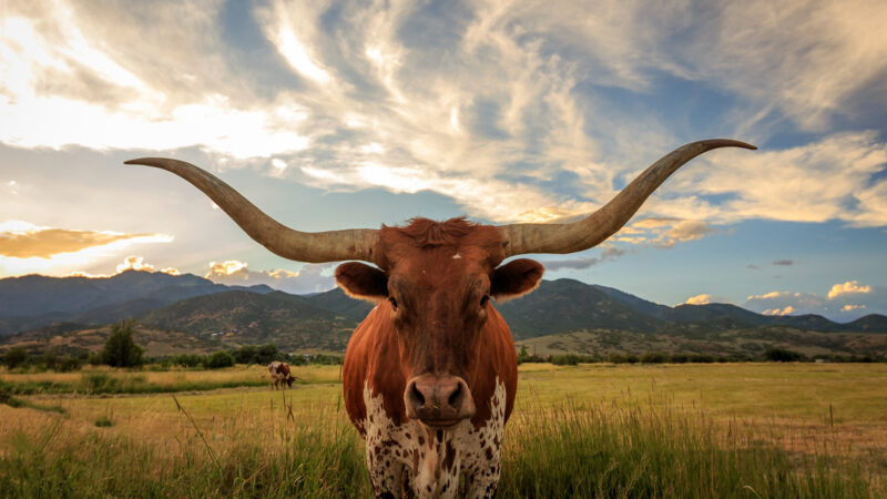 A texas longhorn looks at the camera with clouds overhead and more cows in the back.
