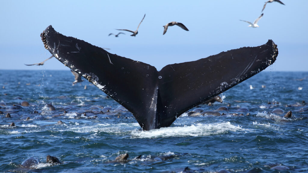 A whale tale pops out of the ocean with a bunch of birds flying around. 