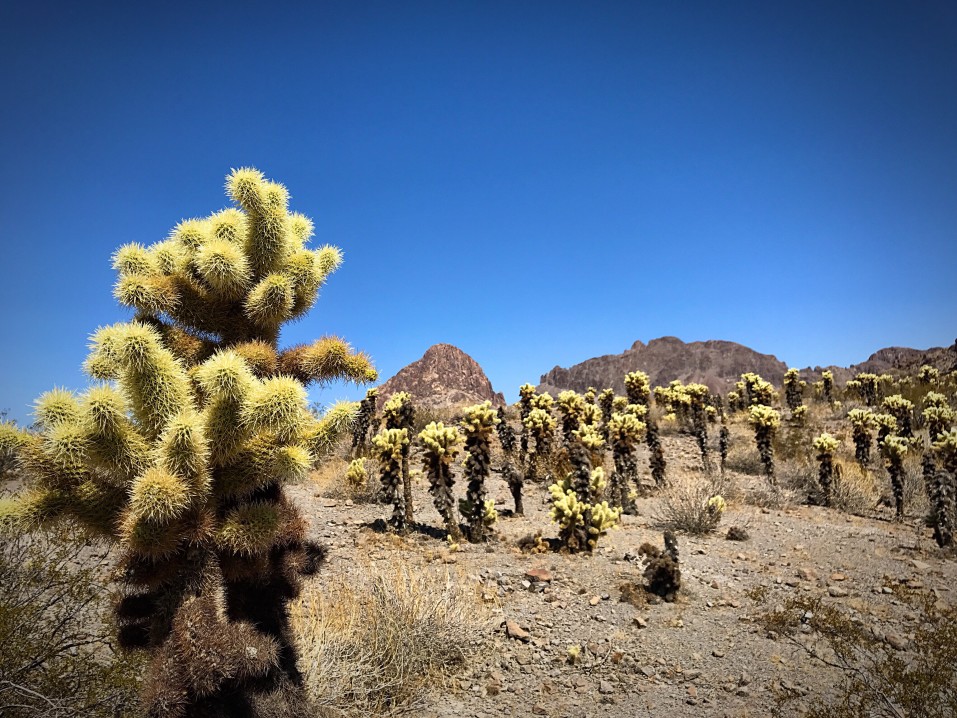 A close up of low growing cacti and red mountains in the distance, a common seen while free camping in Arizona