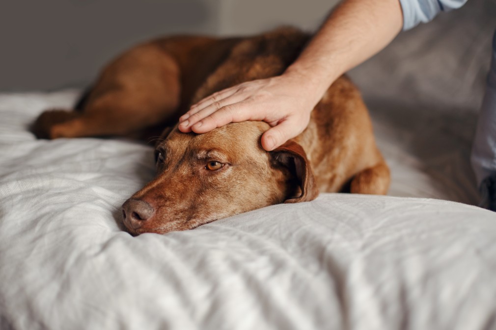 Brown dog laying on bed while owner pets head.