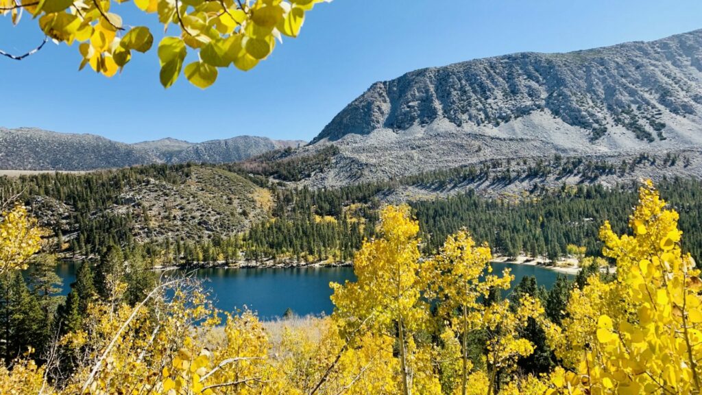Bright yellow fall colors surround Rock Creek Lake in Inyo National Forest where you can find free camping California.