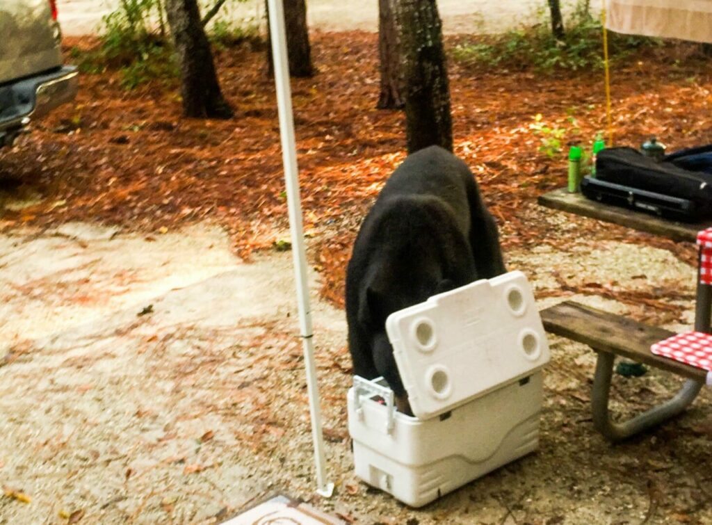 Bear with its head in a white cooler at a campsite.