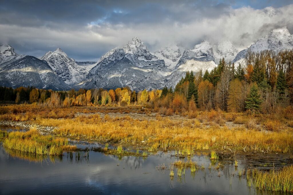 Yellow autumnal trees cover the base of the cold grey Teton mountains covered in snow.