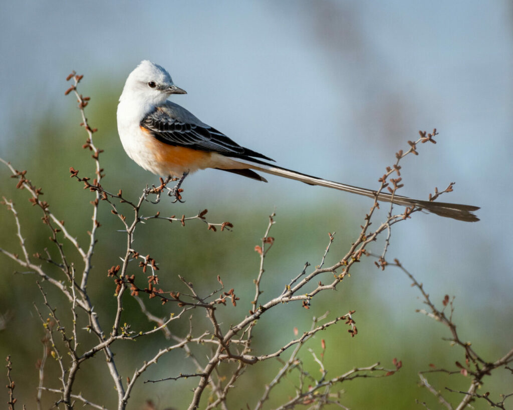 A scissor tailed flycatcher perches on a branch, and it's one of many birds you might see if you enjoy free camping in Texas.