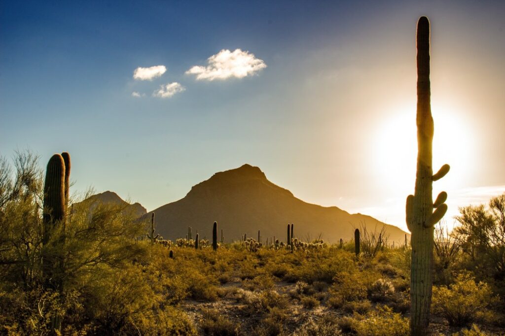 Early morning sunrise over saguaro cacti and mountains in Arizona.