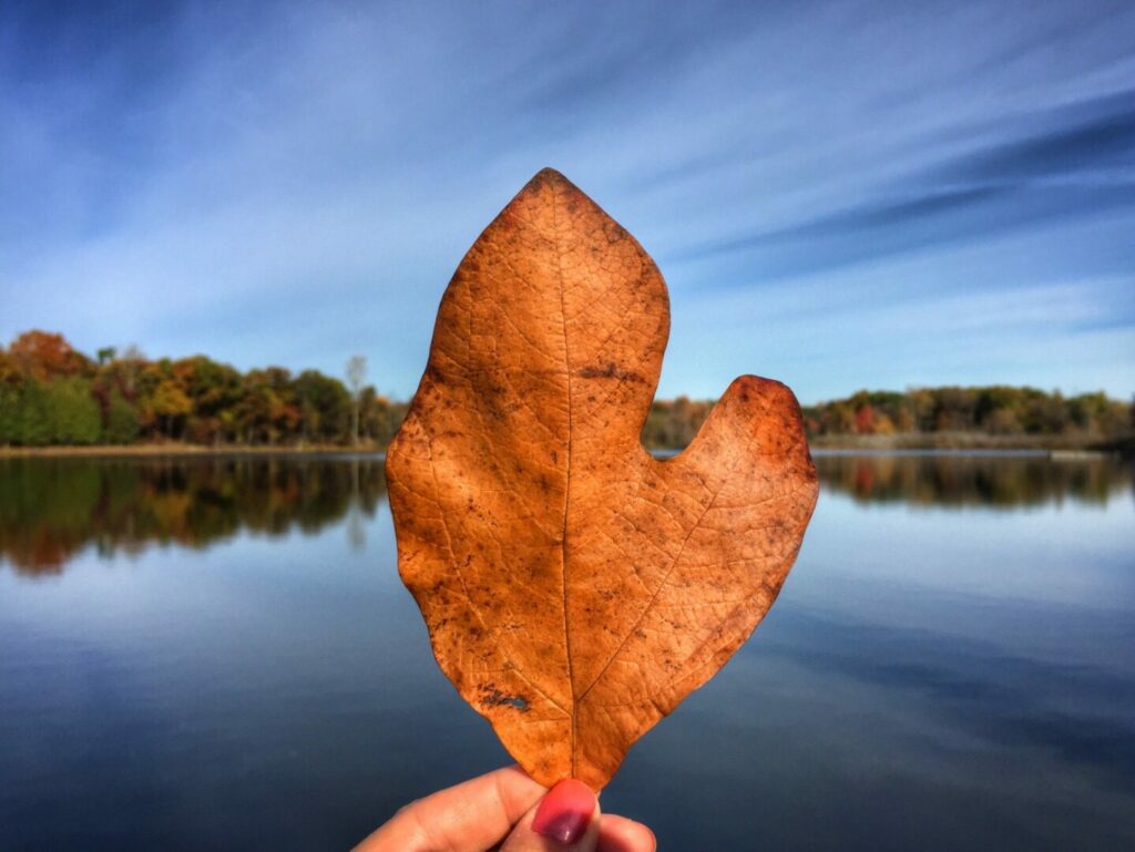 An orange autumn leaf in the shape of the lower peninsula of Michigan held up in front of a glass lake with trees changing color on the shore in the distance.