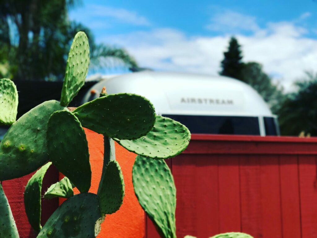 Close up of cactus growing with an Airstream travel trailer parked in the background.