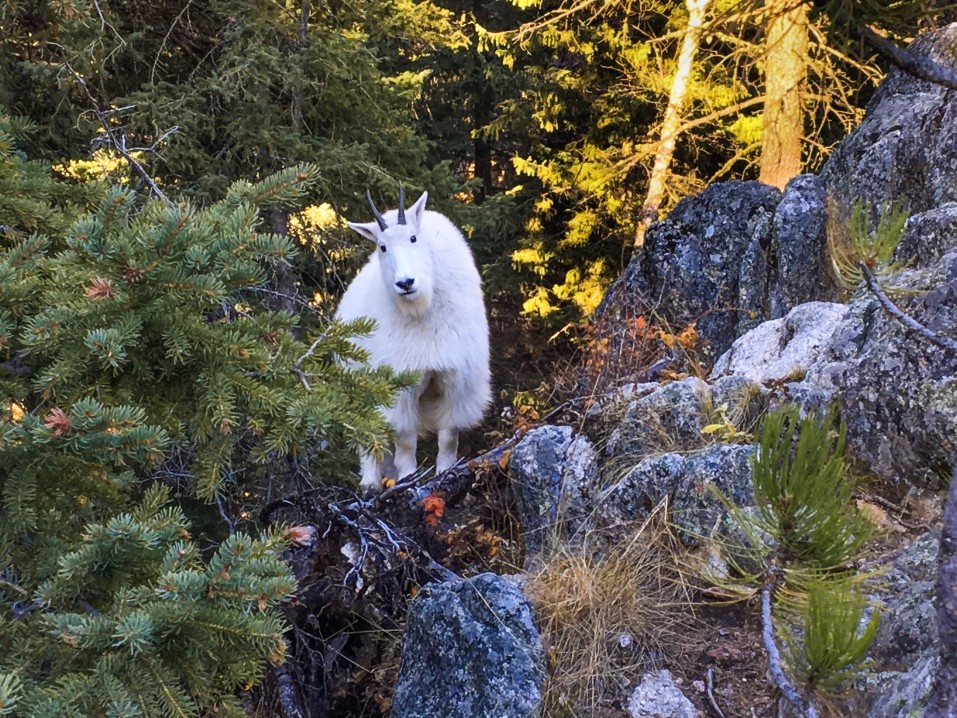 Mountain goat in Custer State Park. Custer, South Dakota.