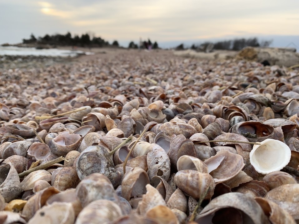 See shells fill the coastline of Hammonasset Beach State Park in Connecticut.