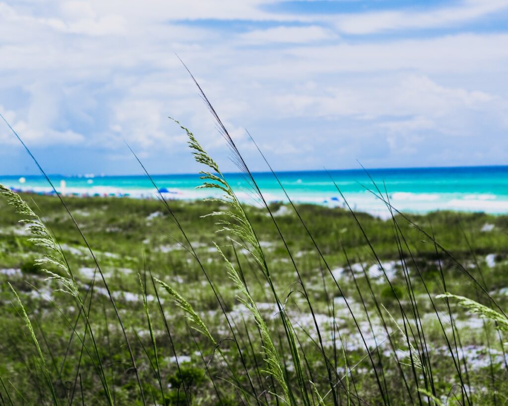 Beach grass and turquoise waters at Henderson Beach on the Gulf Shore in Florida.