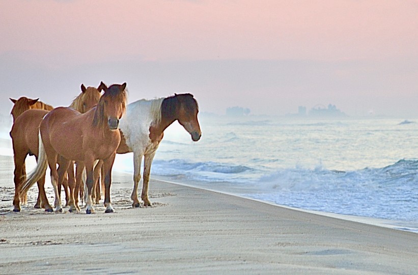 Chincoteague ponies stand on the beach as the waves crash in on a hazy, pink evening.