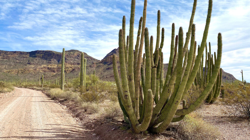 Organ Pipe Cactus along the dirt road in Organ Pipes National Monument in the Southwest.