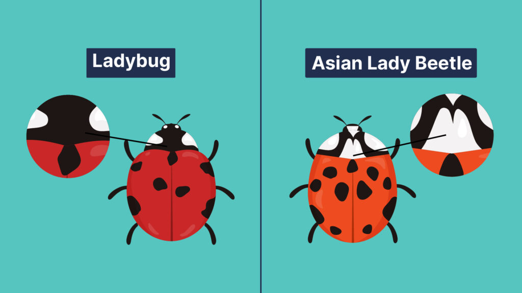 A diagram showing the difference in markings and color between Asian lady beetles and lady bugs.
