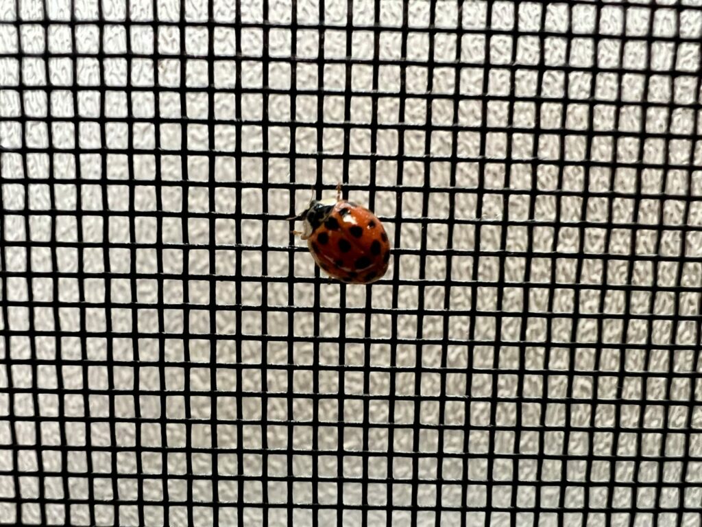 A asian lady beetle on a screen in an RV
