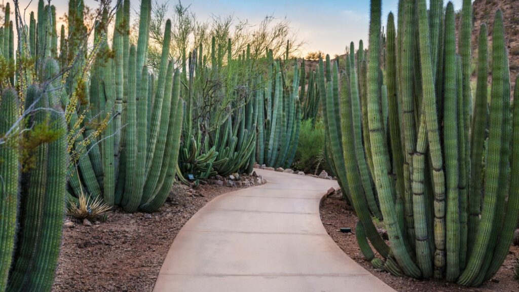 A paved walkway through a forest oc cacti in Organ Pipe Cactus National Monument, Arizona