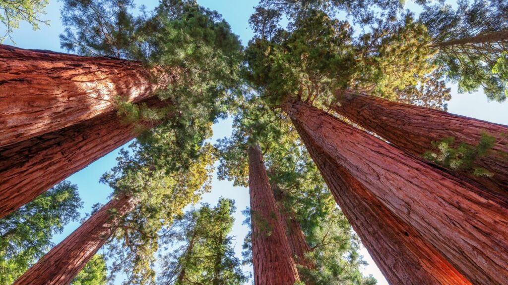 Looking up at the tops of giant sequoia trees in California