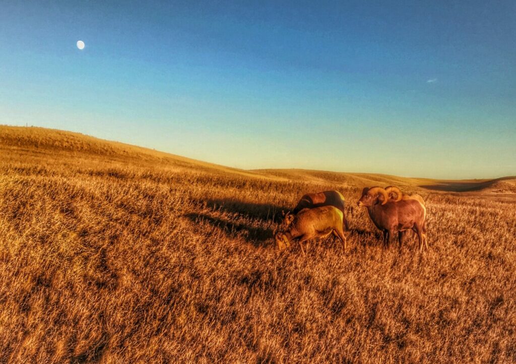 Goats grazing in the Badlands