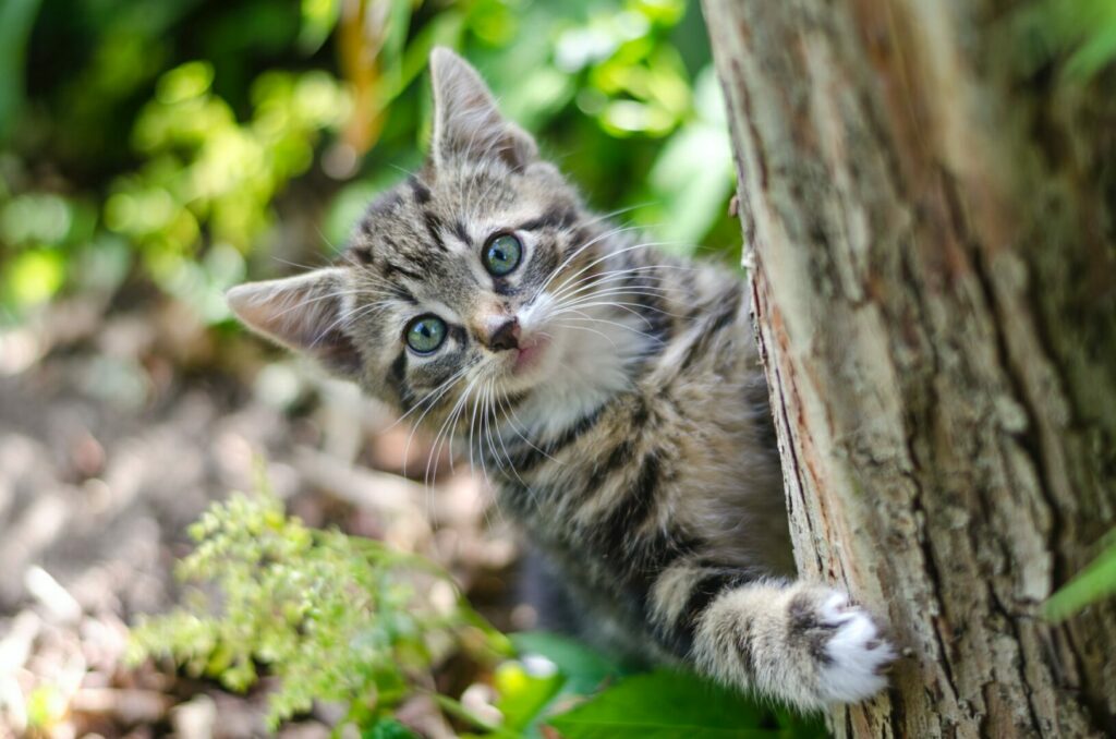 A cute kitten plays outside on a tree.