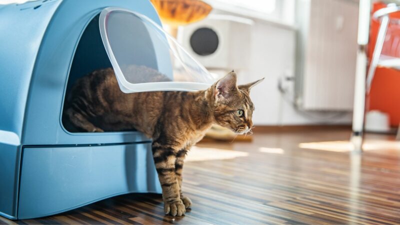 A cat steps out of it's litter box.