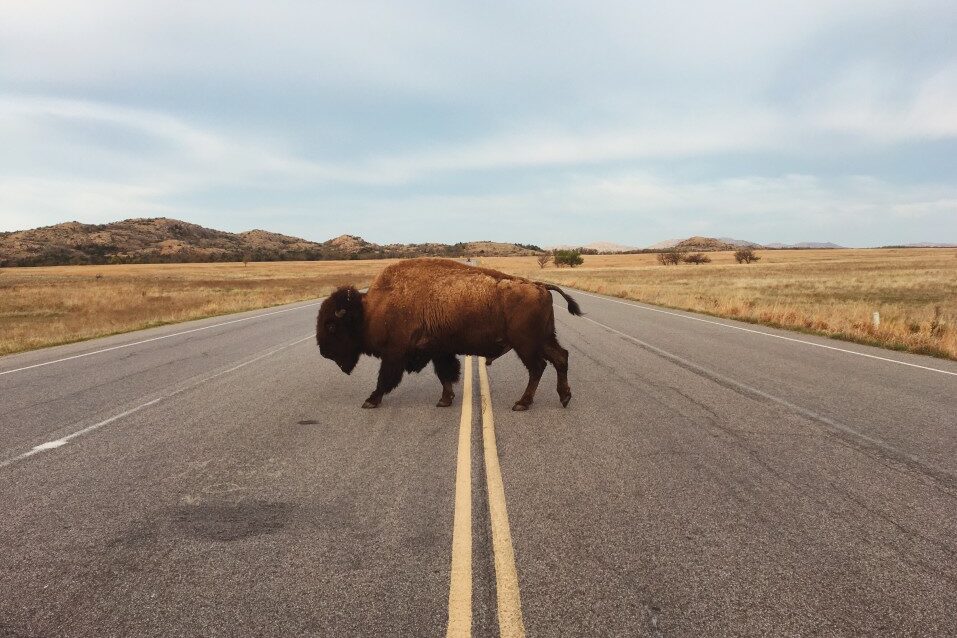 A bison crosses the road in the rural fields of Oklahoma in late summer.