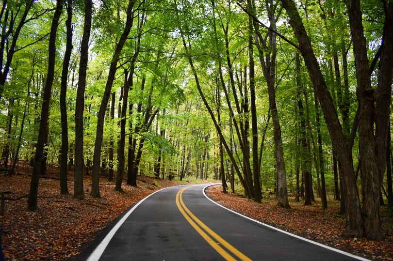 Open road curving through a forest of trees in West Virginia.