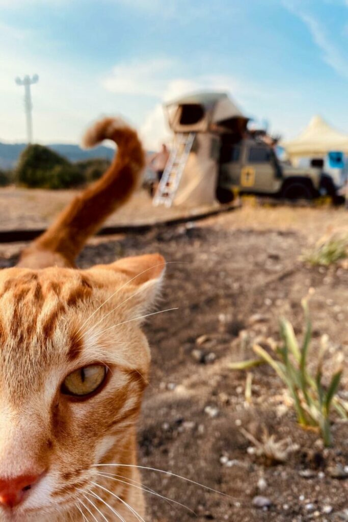 A kitty gets real close to the photographer outside at their campsite