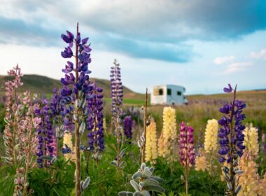 Free camping in a field full of wildflowers